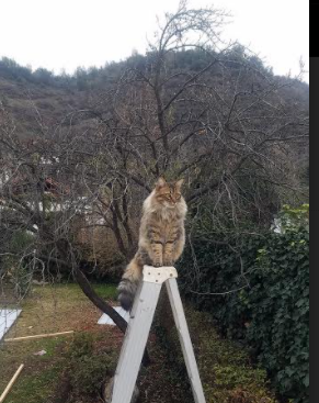 Kaiyun官方登录入口-意甲：贝内文托0-2输给拉齐奥，状态低迷引发外界关注，贝内文托近期战绩