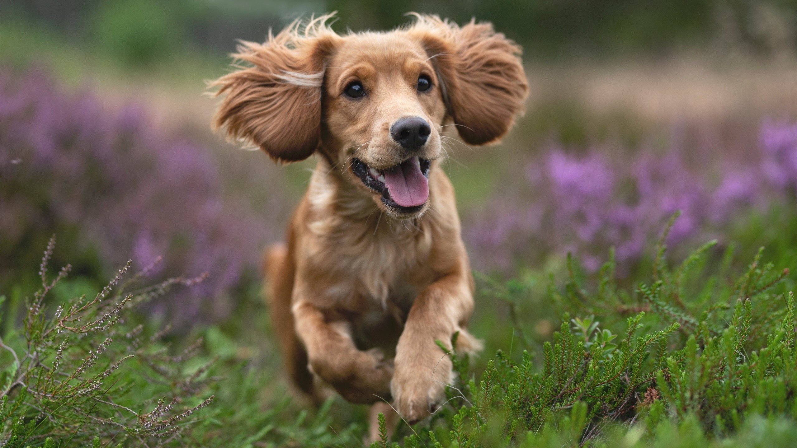 开云官网APP下载-费城76人“核心”恩比德：从菜鸟到联盟天王的逆袭故事，恩比德33分76人轻取篮网