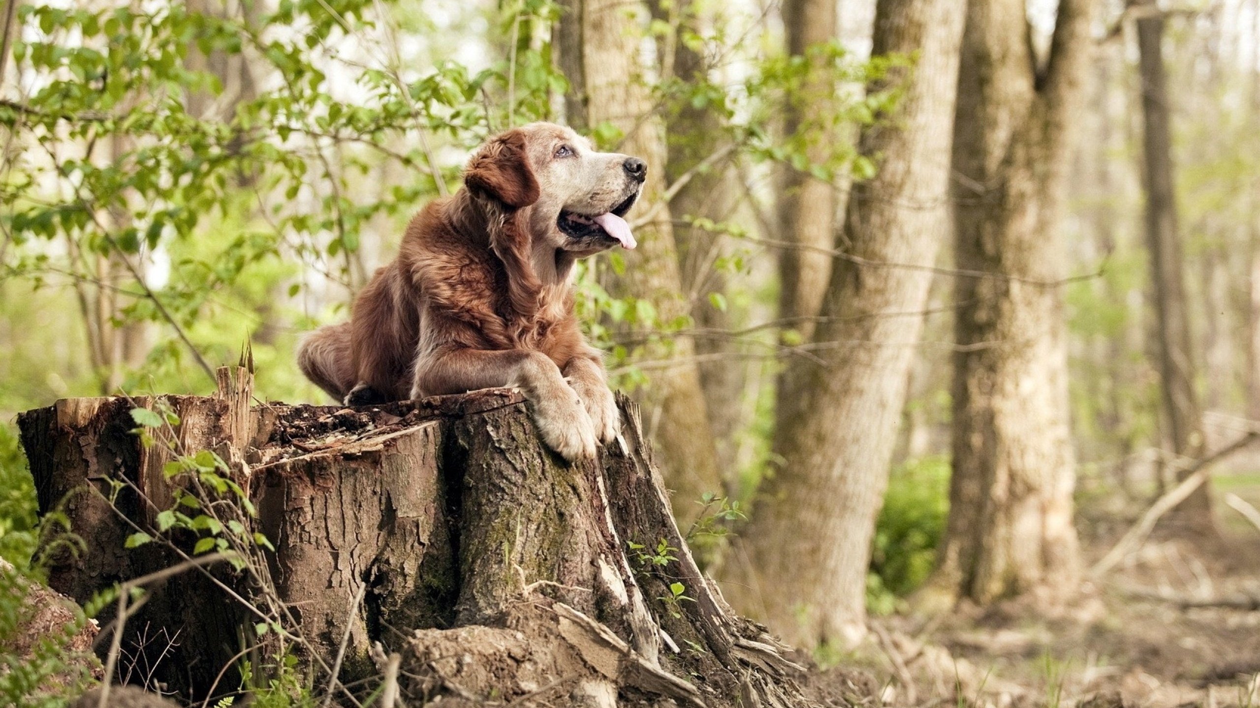 青少年足球“技能+素养”双提升专项行动全面铺开,行业发展迈向新台阶