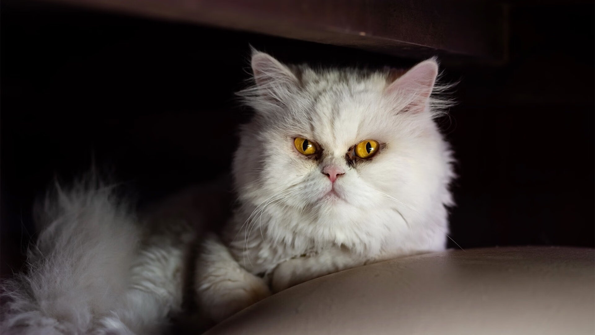 kaiyun开云·官方网站-中国女足力克澳大利亚，王霜破门助队晋级四强，中国女足绝杀澳大利亚