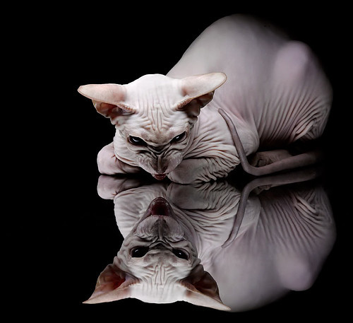 中国女足力克澳大利亚,王霜破门助队晋级四强,中国女足绝杀澳大利亚