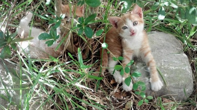 伊朗超级联赛新赛季开赛，伊朗超级联赛ds足球