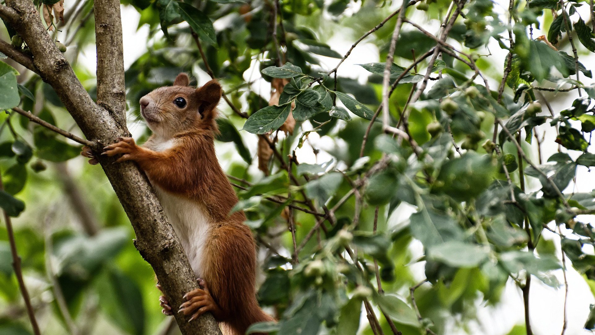 开云平台-北京国安球员伤愈回归，北京国安球员伤愈回归时间
