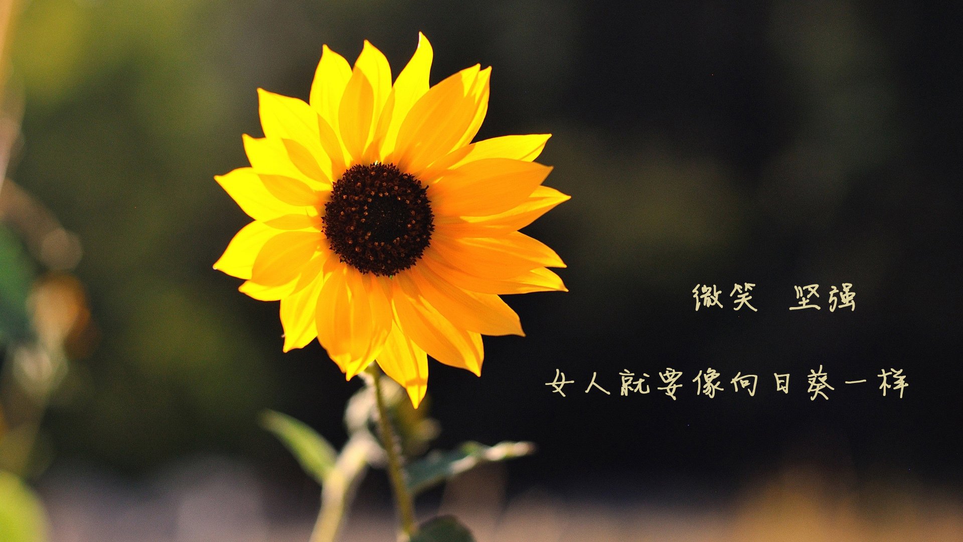 奥地利机会渐现,精彩表现备受瞩目,奥地利什么