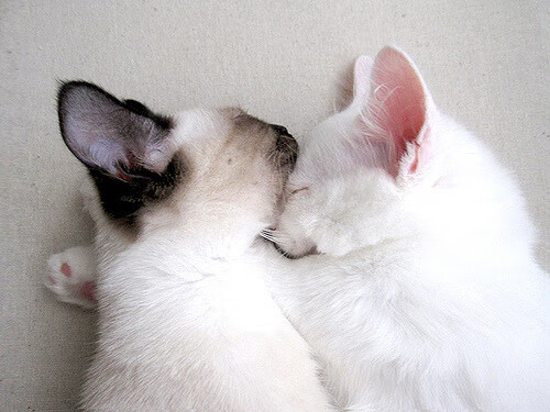 本菲卡冲击联赛冠军,本菲卡决赛