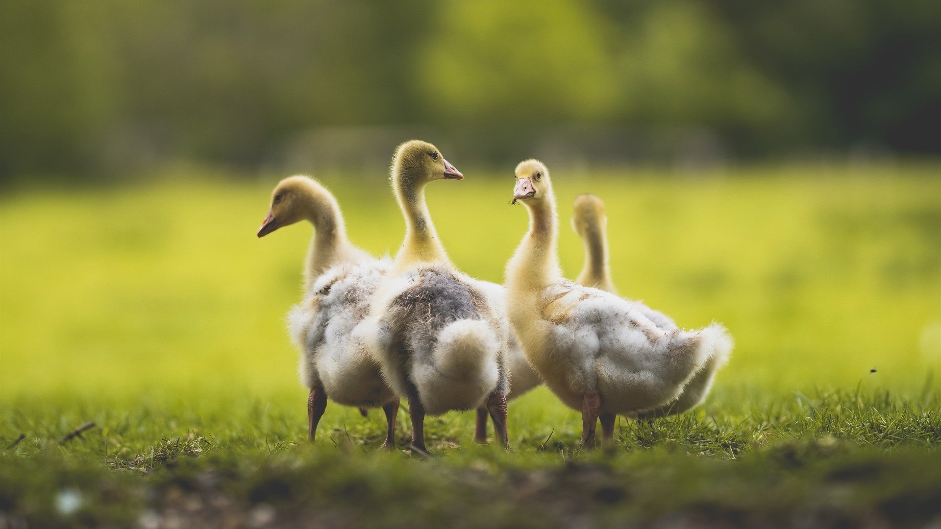 Kaiyun APP-欧国联比赛掀高潮，国家队誓夺欧锦赛冠军殊荣，欧国联赛程2020谁能拿冠军