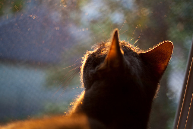 热议橄榄球联赛改革试行新规,橄榄球竞赛规程