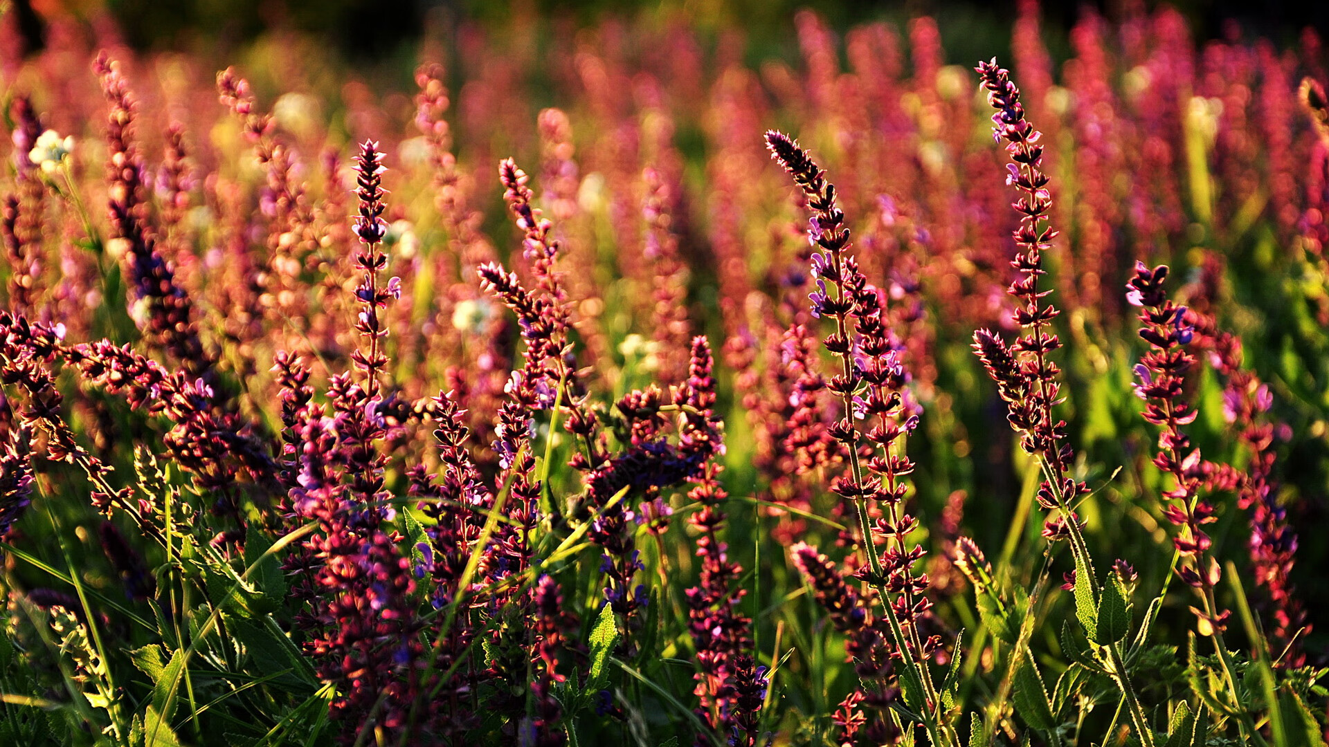 开云网页版-红蓝双方大战引人关注，比赛结果悬念迭起，红蓝大战规则