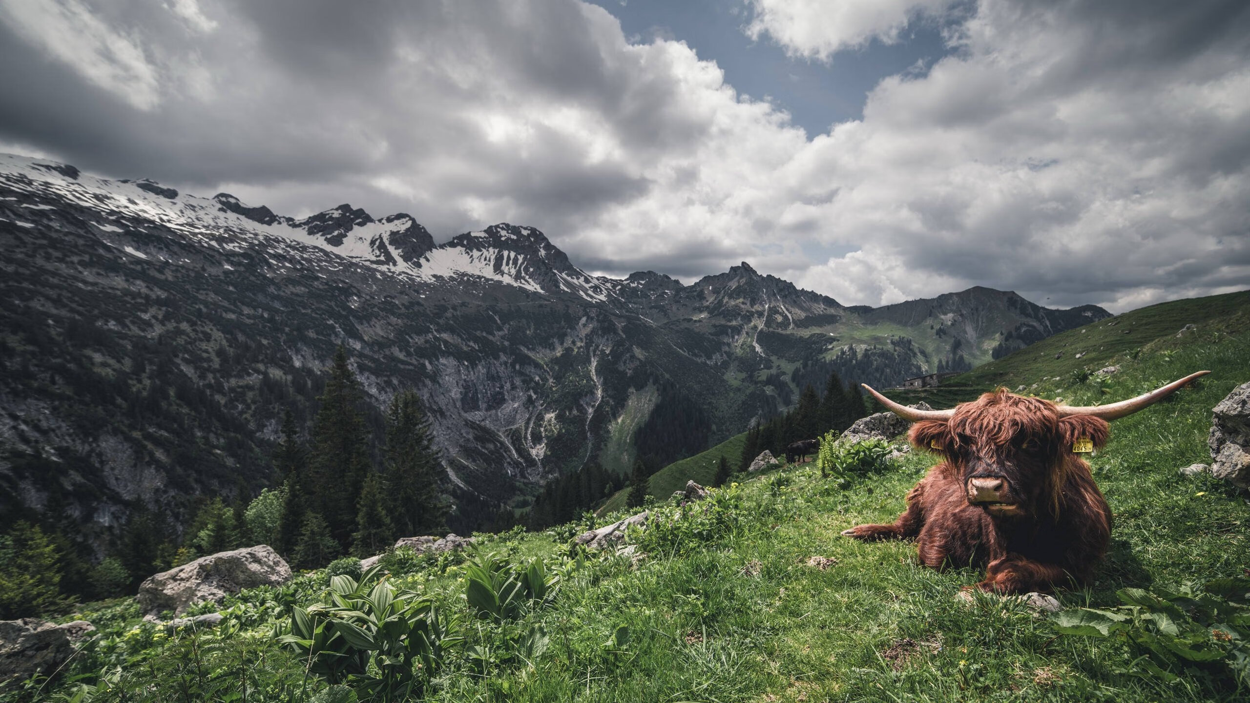萨索洛客场奏凯,击败排名前茅的对手,萨索洛老板