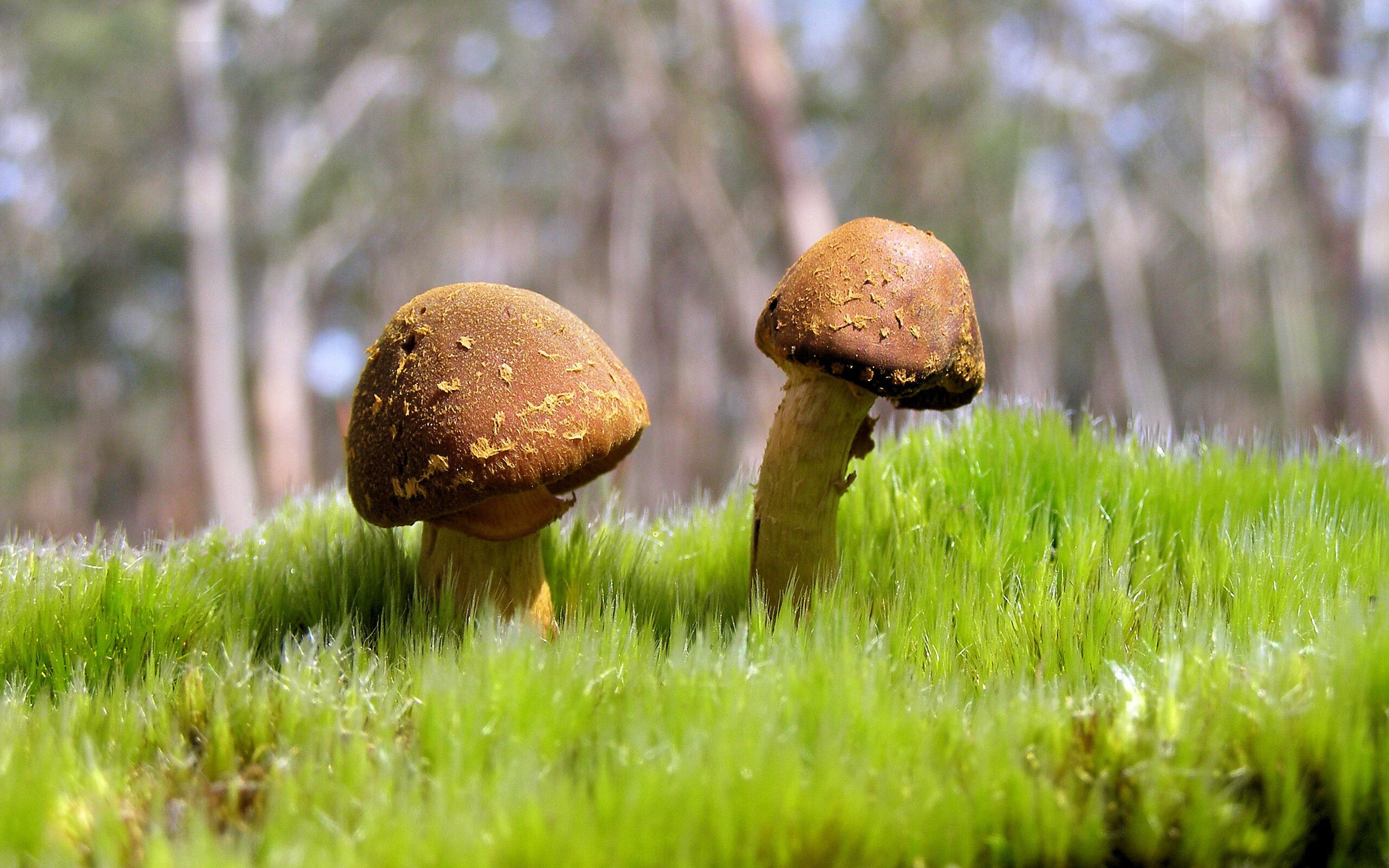 kaiyun官方入口登录-里昂战平巴黎，取得宝贵一分继续领跑积分榜，里昂vs巴黎圣日耳曼在线直播