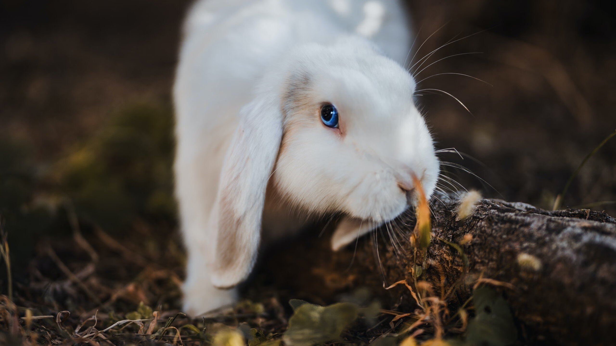 开云官方网站-NBA球队社群运营对品牌热度的带动机制，nba球队运营模式