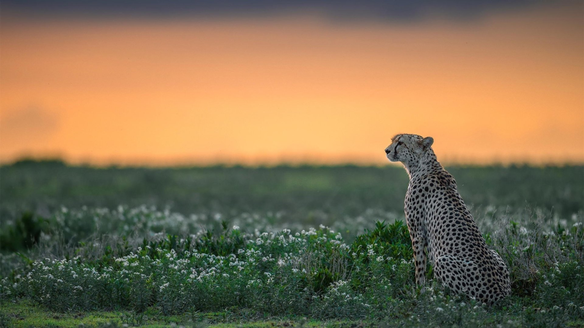 俱乐部转型:传统豪门的新时代战略,俱乐部发展