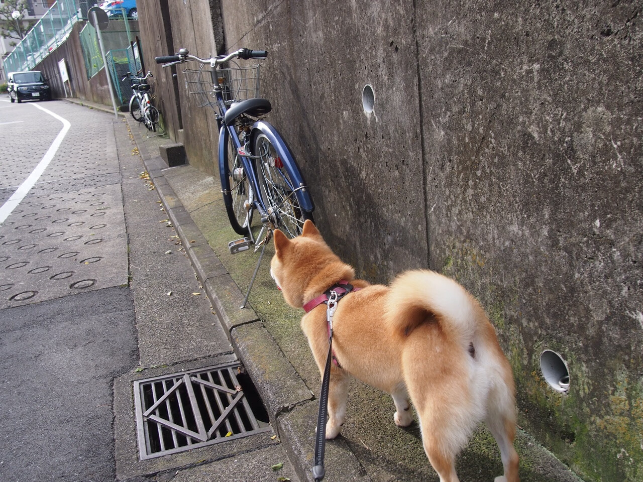 德甲教练团队基于图谱分析优化攻防转换的节奏控制，德甲主教练年薪排行