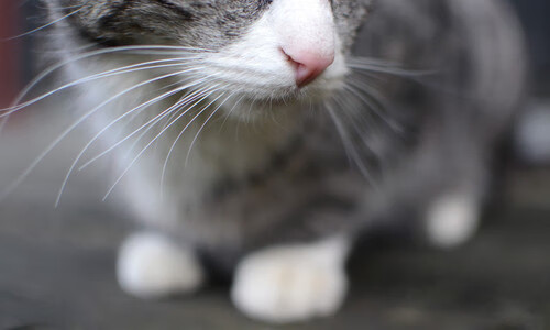 营销创新:足球俱乐部的品牌战略解析,足球俱乐部市场分析