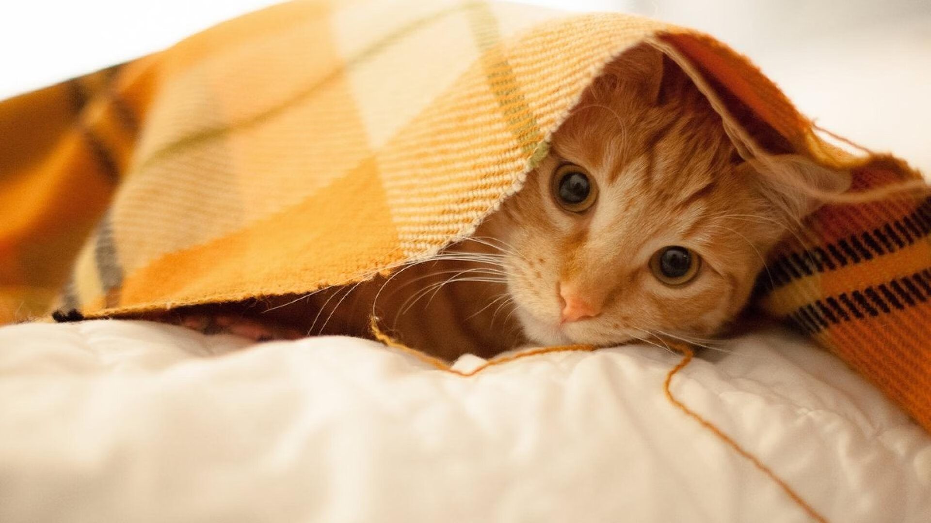 李娜自曝退役后最爱是做饭，李娜突然退役