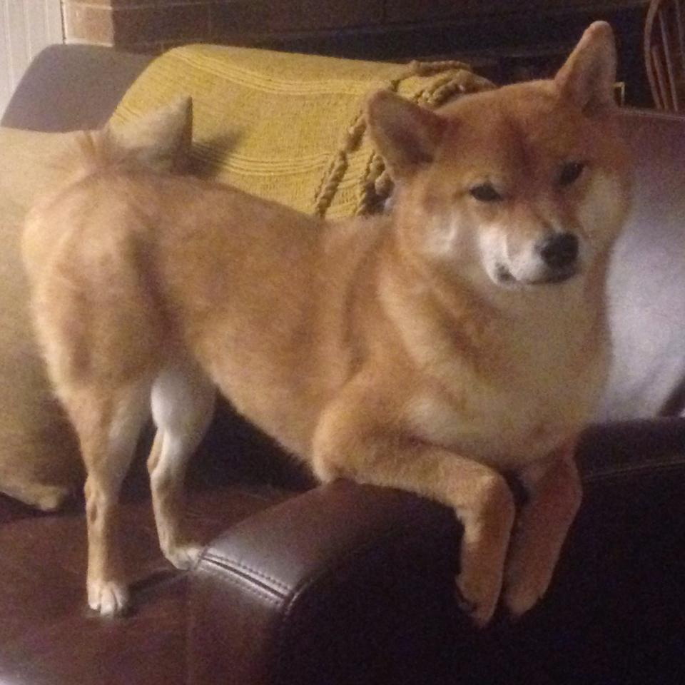 法甲英雄辈出:带领球队冲刺荣耀,法甲的强队